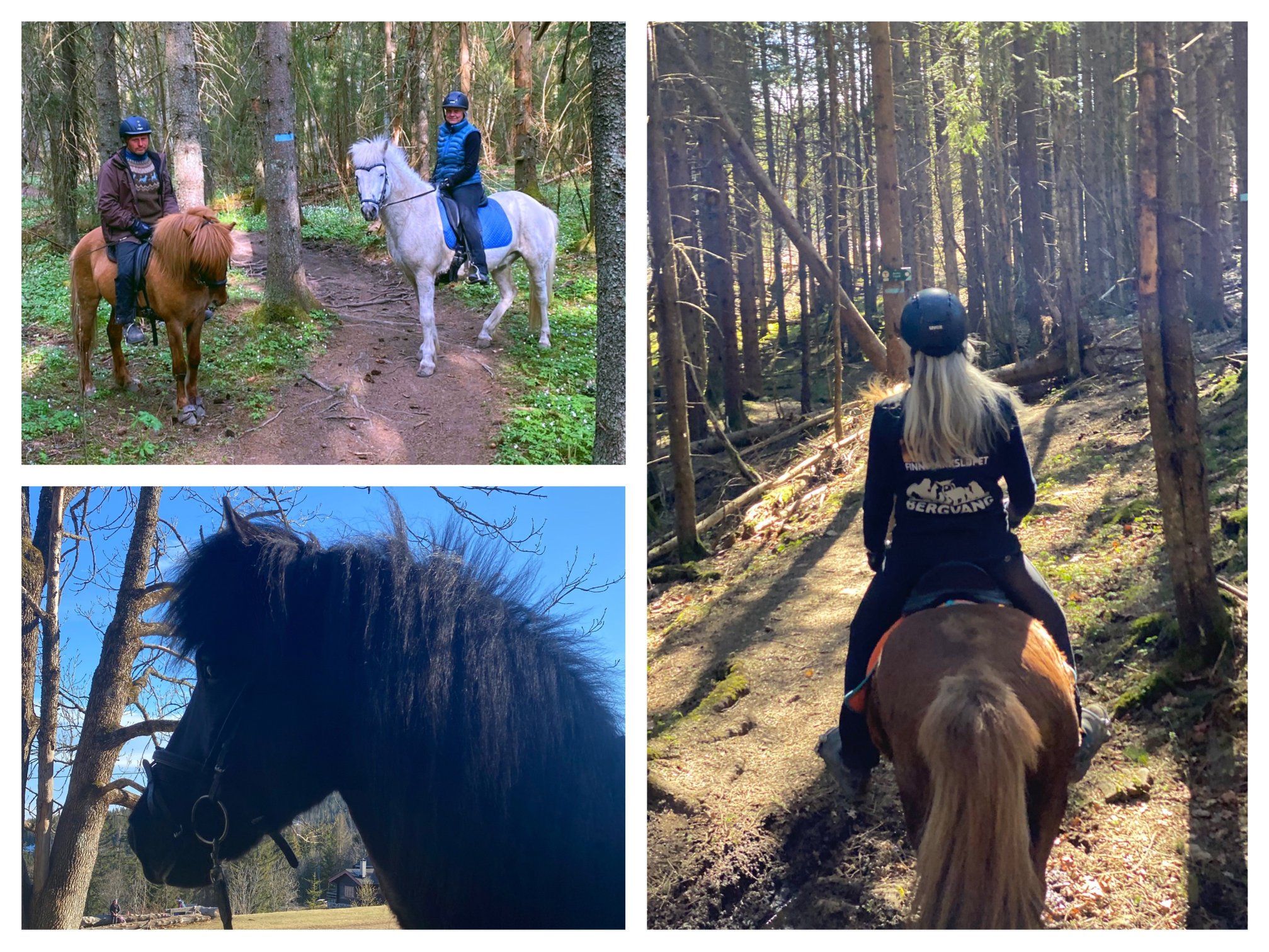 Horseriding in the forest
