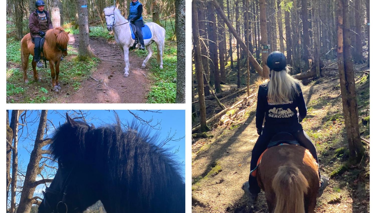 Horseriding in the forest