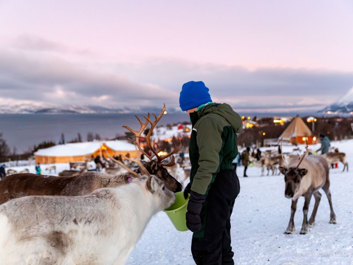 Feeding reindeers