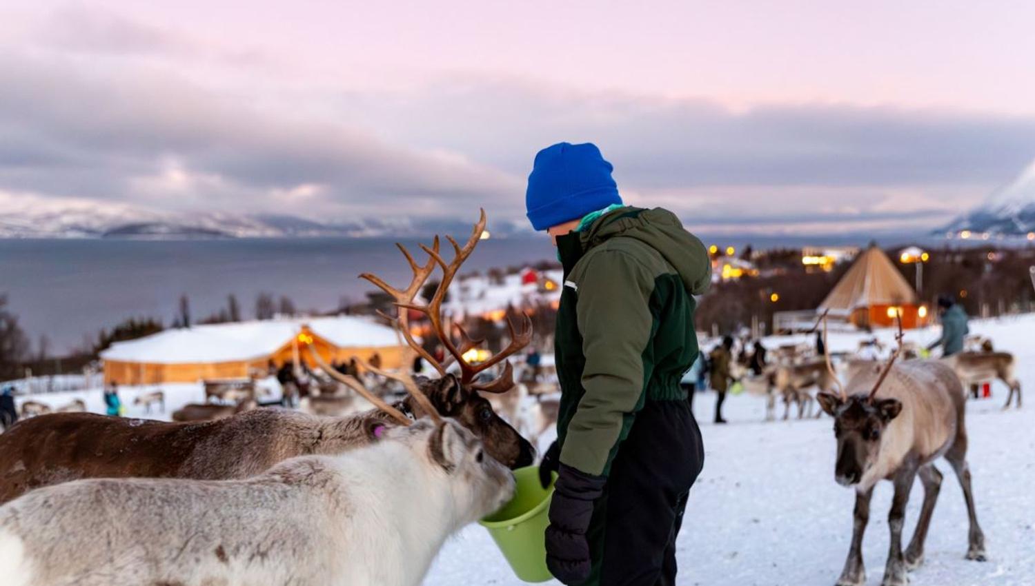 Feeding reindeers
