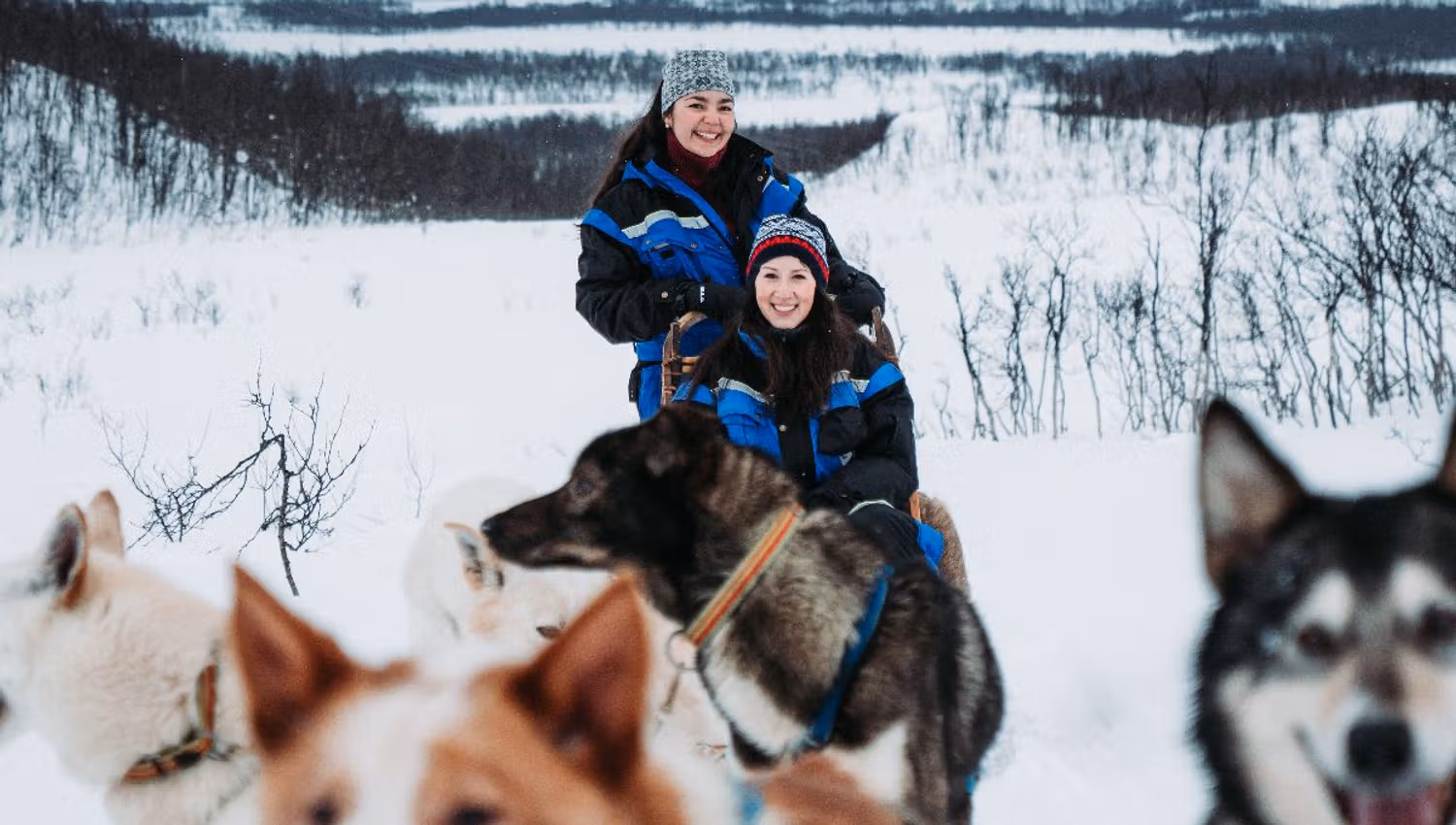 Two guests dog sledding with happy huskies