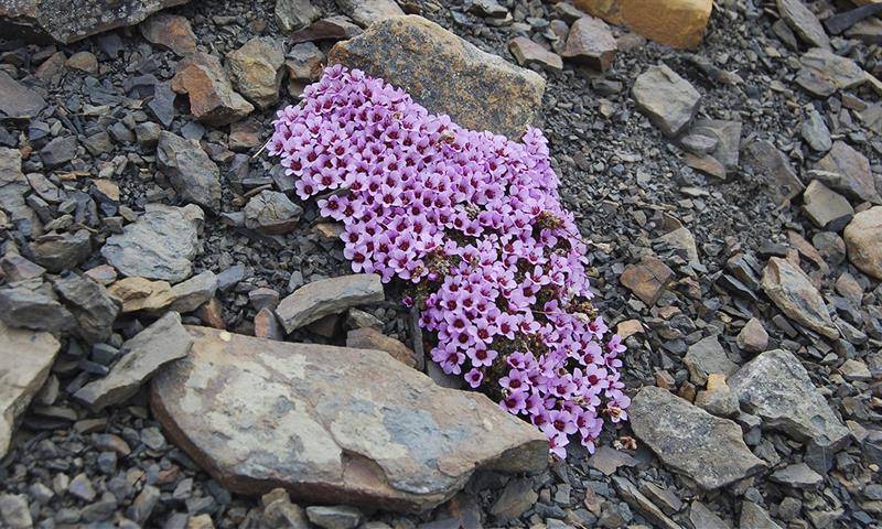 A cluster of pink flowers in a rocky field