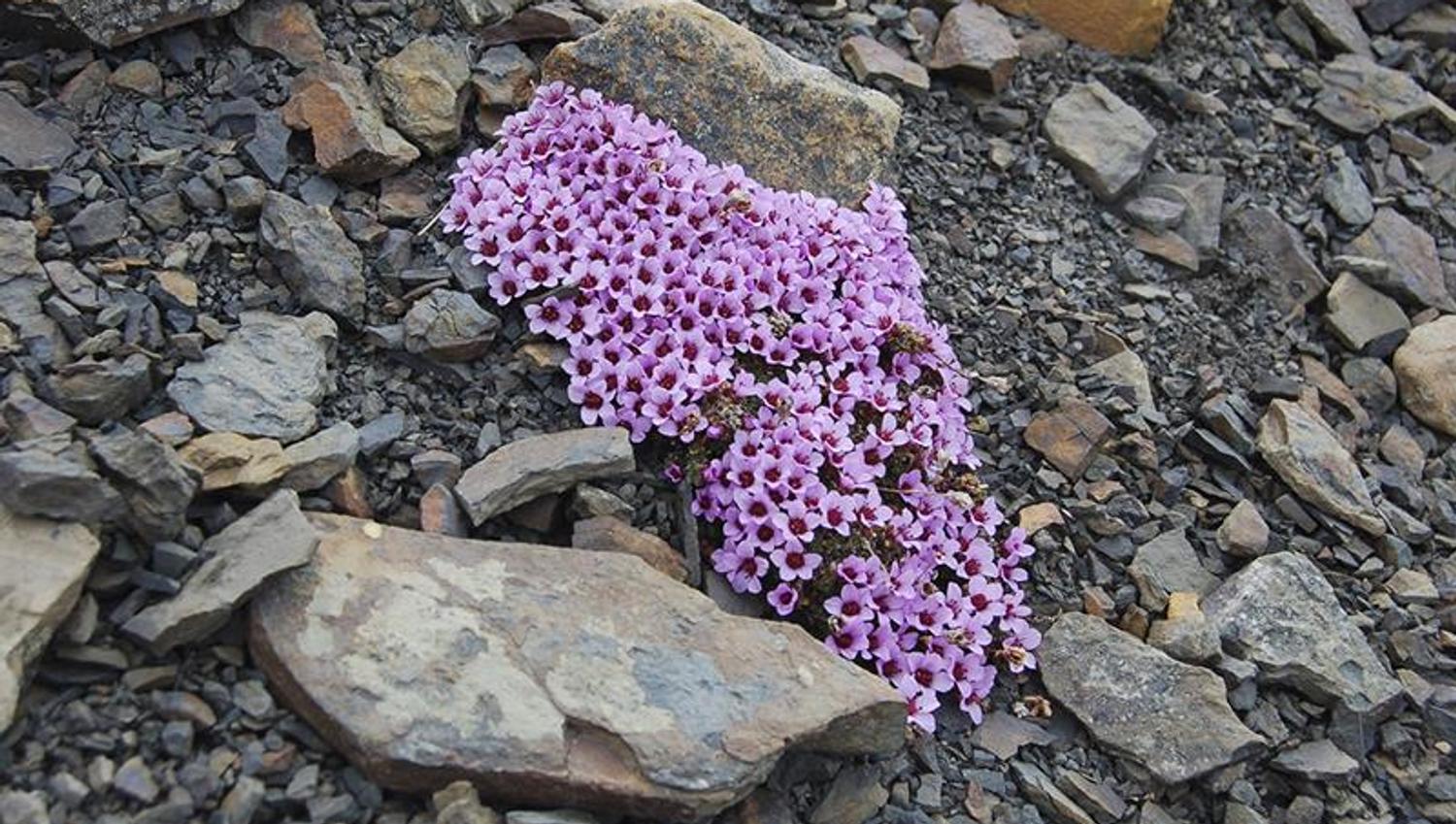 A cluster of pink flowers in a rocky field