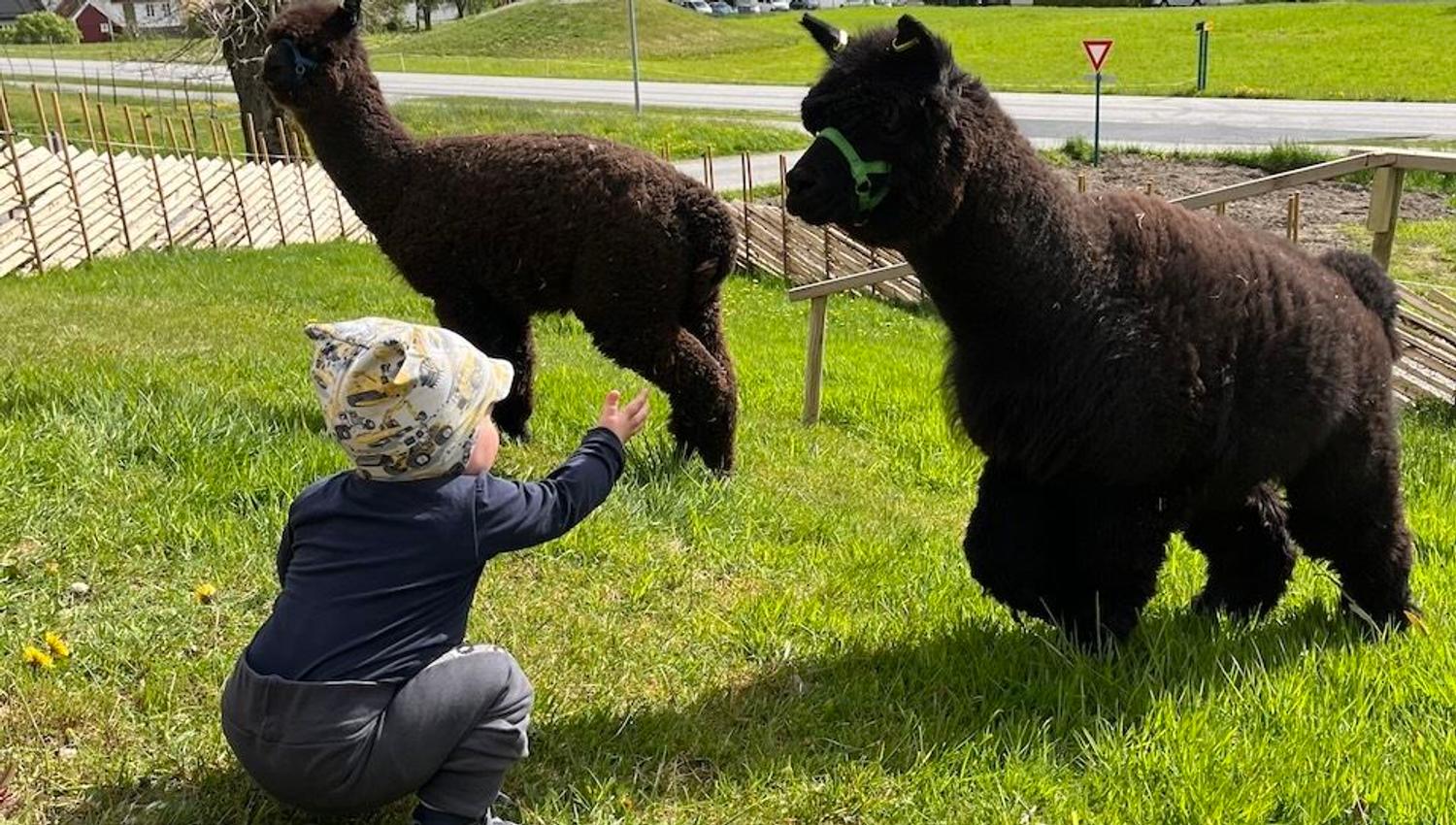 A child crouches in grass reaching toward two dark alpacas, with mountains, houses, and a cruise ship behind..
