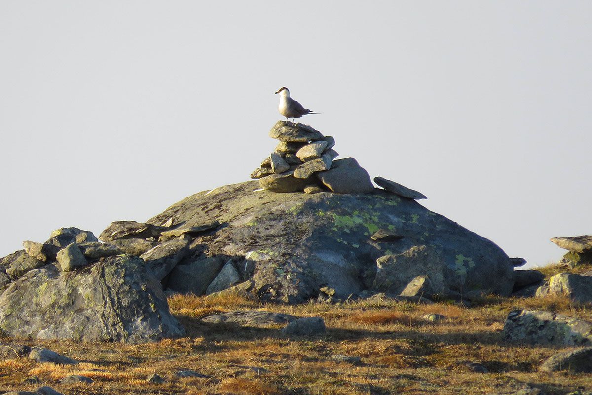 web_fjelljo