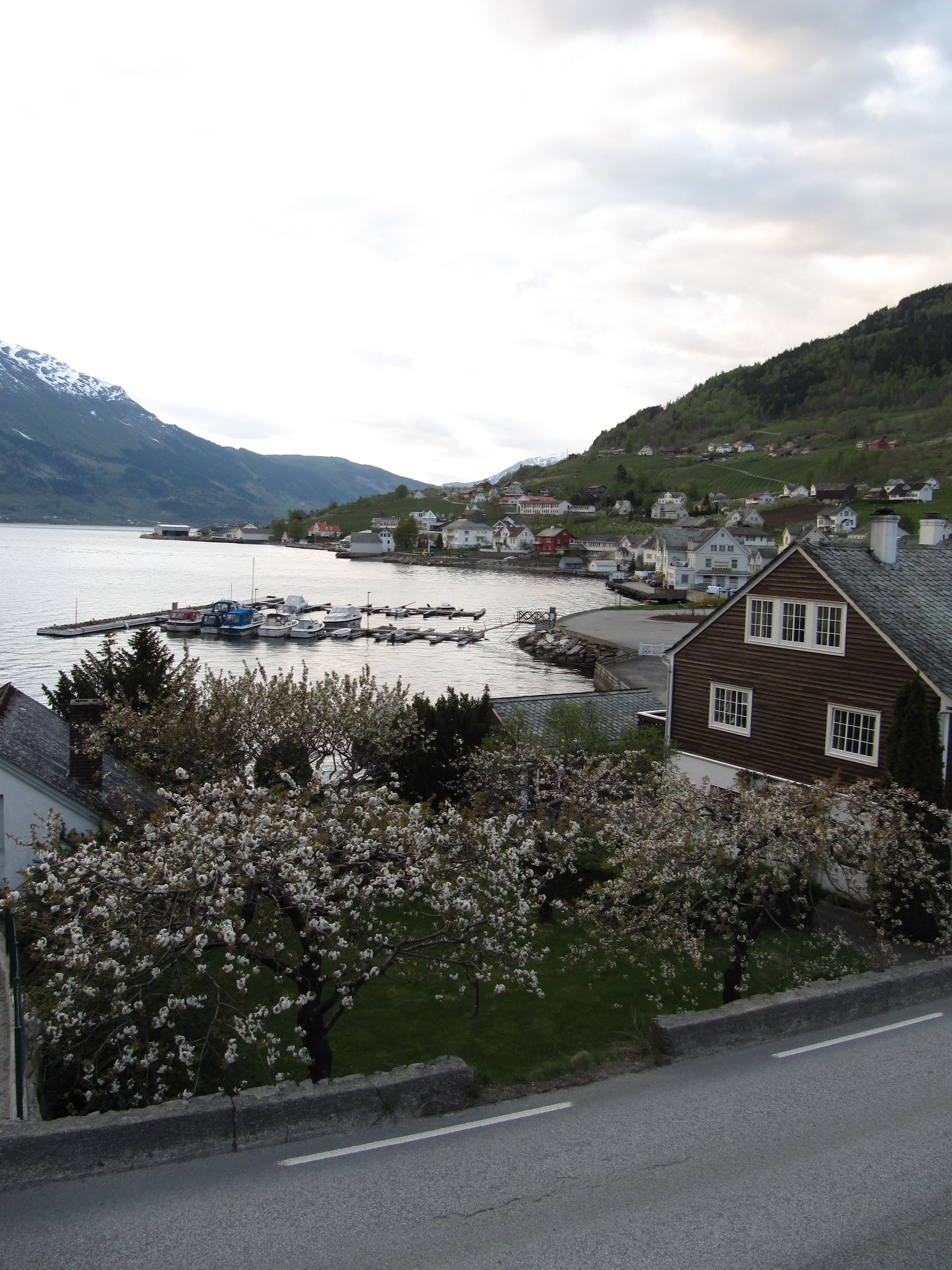 Blooming orchard by the fjord along the Fruit Trail in Hardanger.

