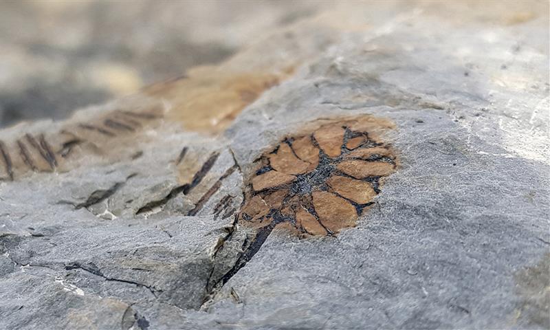 En fossil i en stein