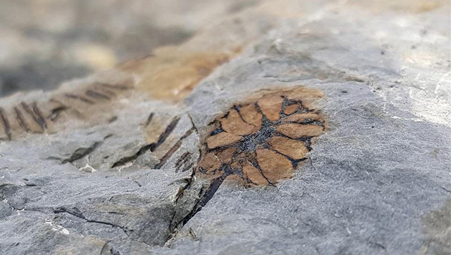 En fossil i en stein