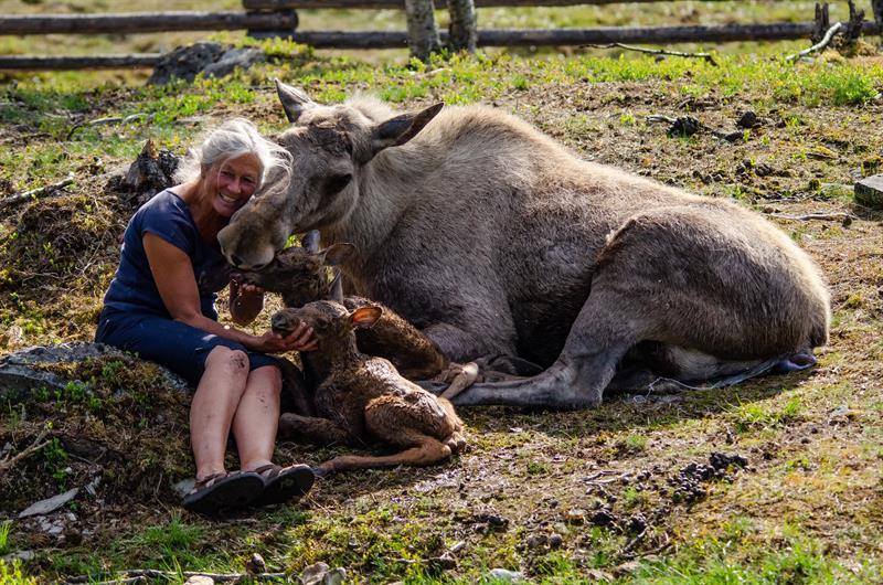 Elk and its newborn babies