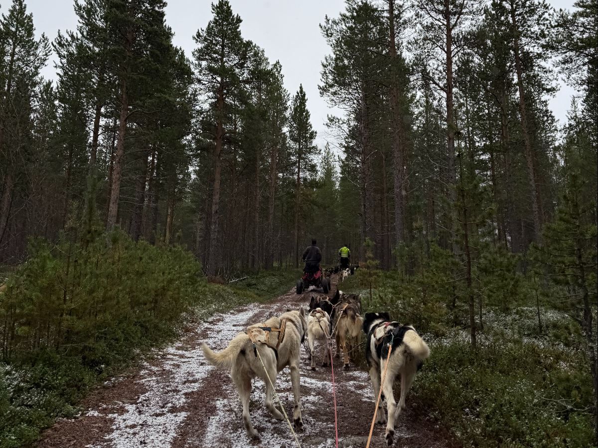 Dog Sledding on wheels through the woods