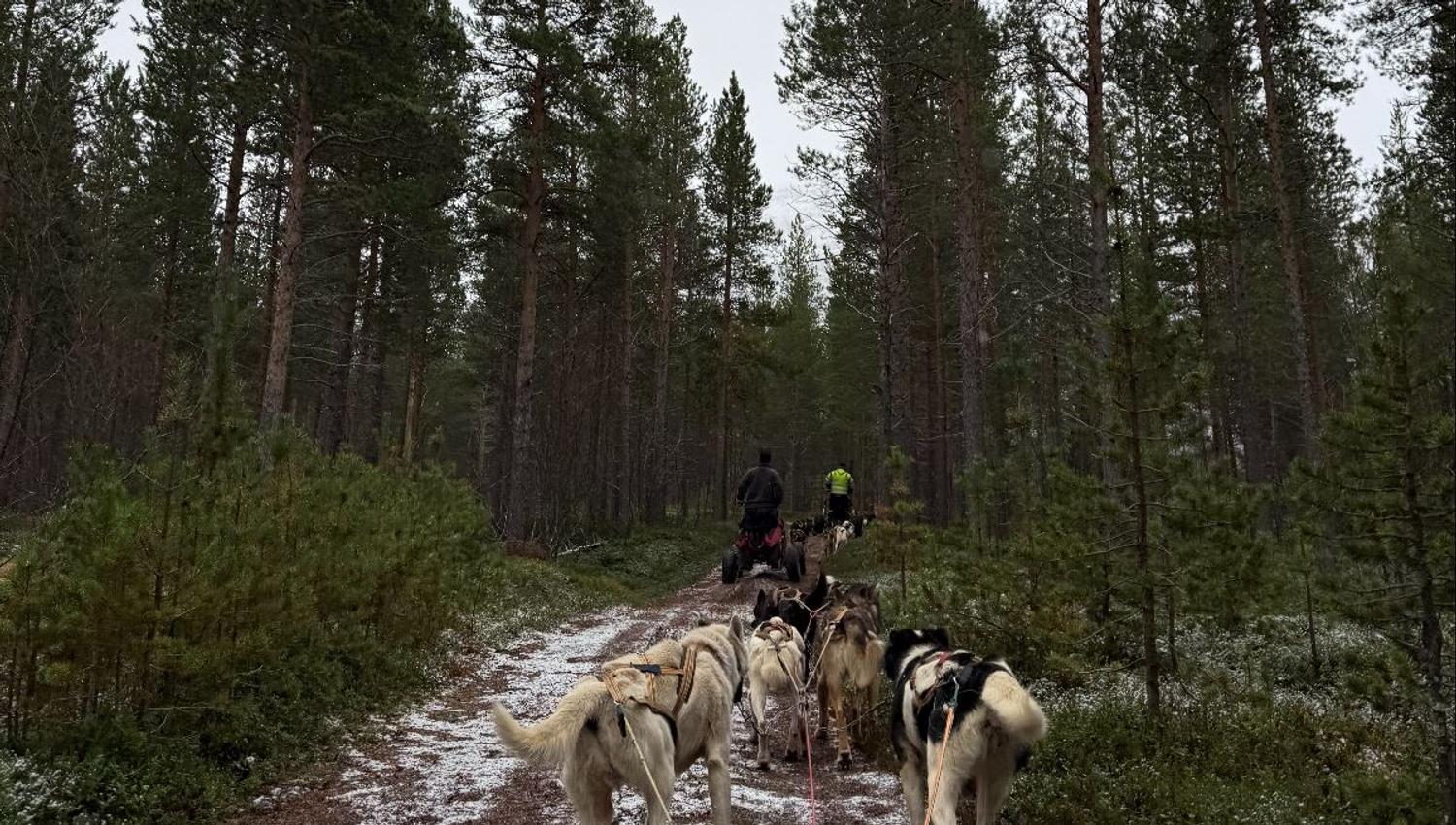 Dog Sledding on wheels through the woods