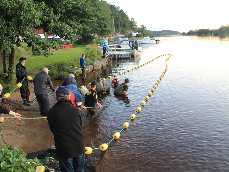Viele Menschen halten ein Netz im Wasser, und einige sind mit Kescher im Wasser, um zu angeln.