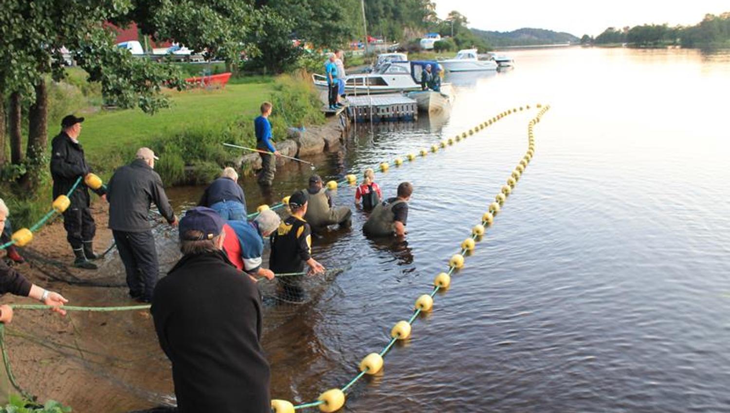 Viele Menschen halten ein Netz im Wasser, und einige sind mit Kescher im Wasser, um zu angeln.
