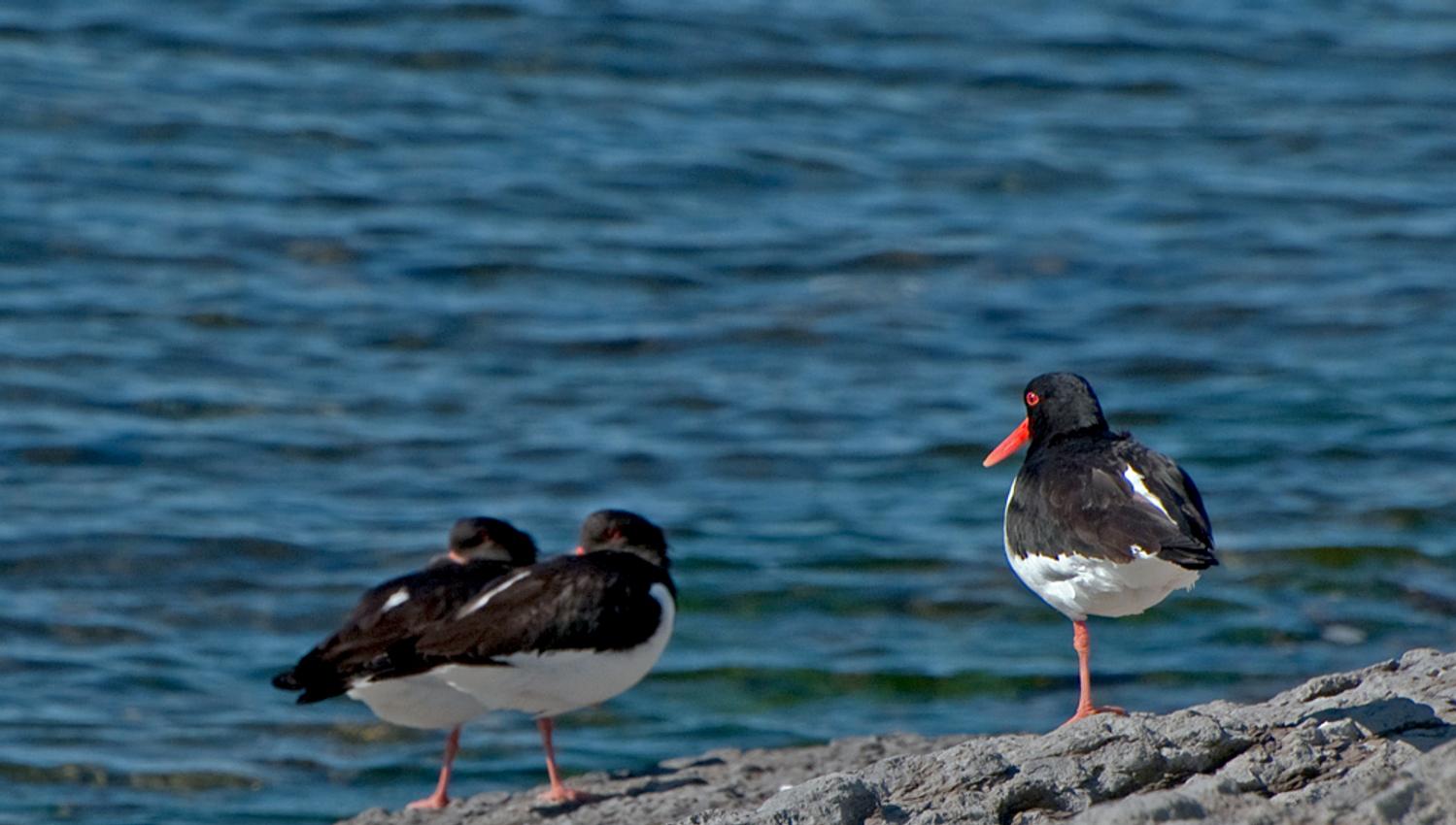 birds in the archipelago