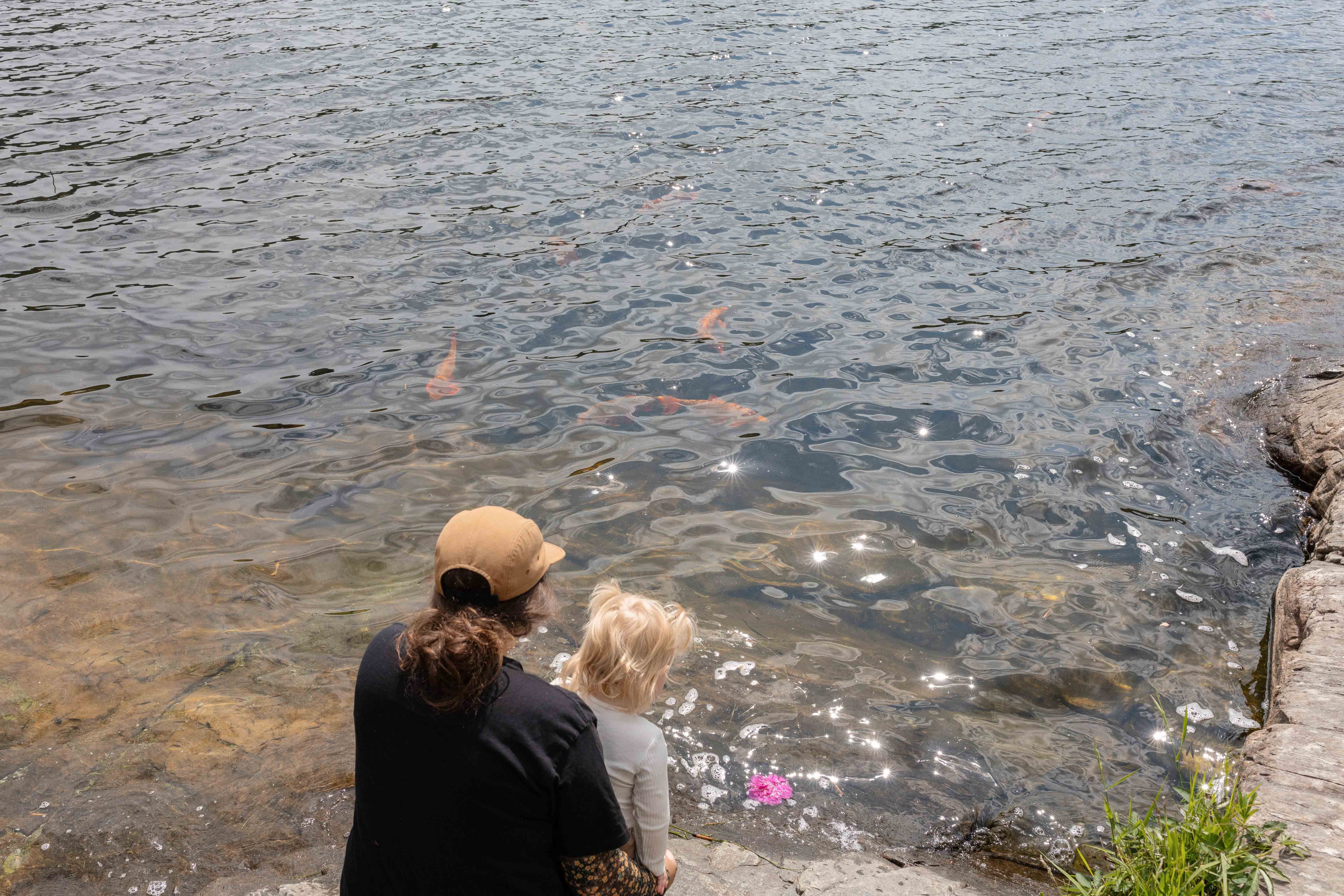 Ein vaksen og eit barn sit ved vatnet og ser på gullfiskane i Gullfiskvatnet i Hardanger.