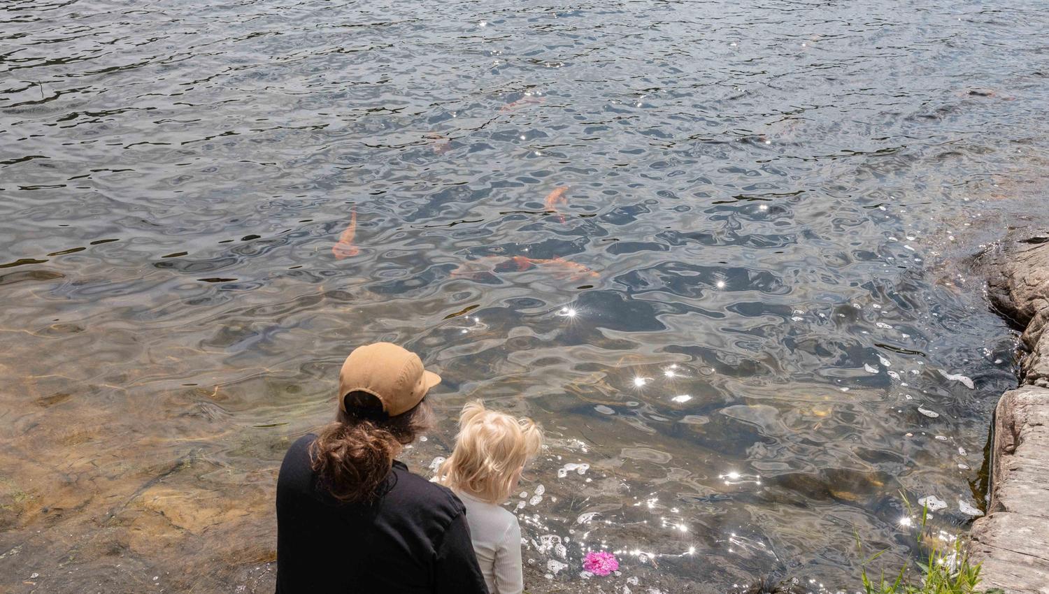 Ein vaksen og eit barn sit ved vatnet og ser på gullfiskane i Gullfiskvatnet i Hardanger.
