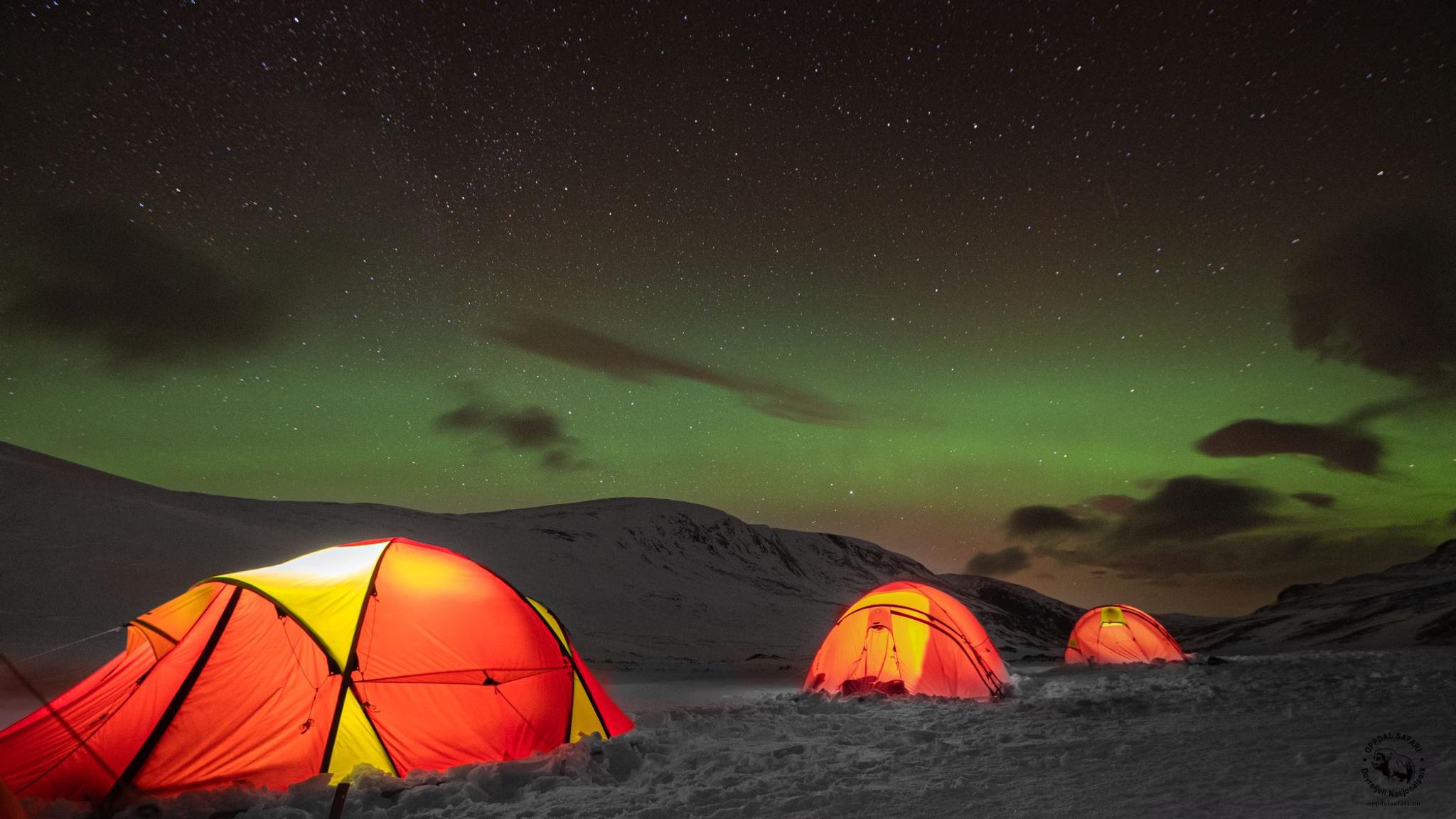 Musk Ox Safari Personal Tour, 2 days