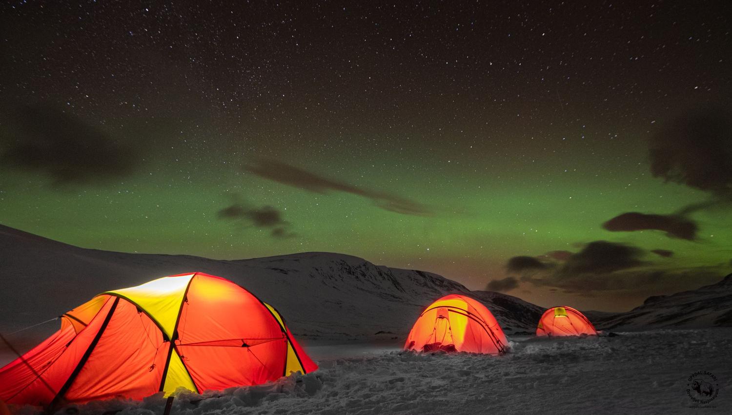 Musk Ox Safari Personal Tour, 2 days