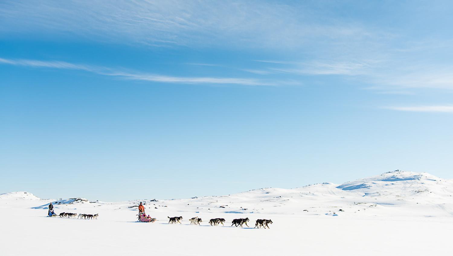 Hundekjøring i Ål