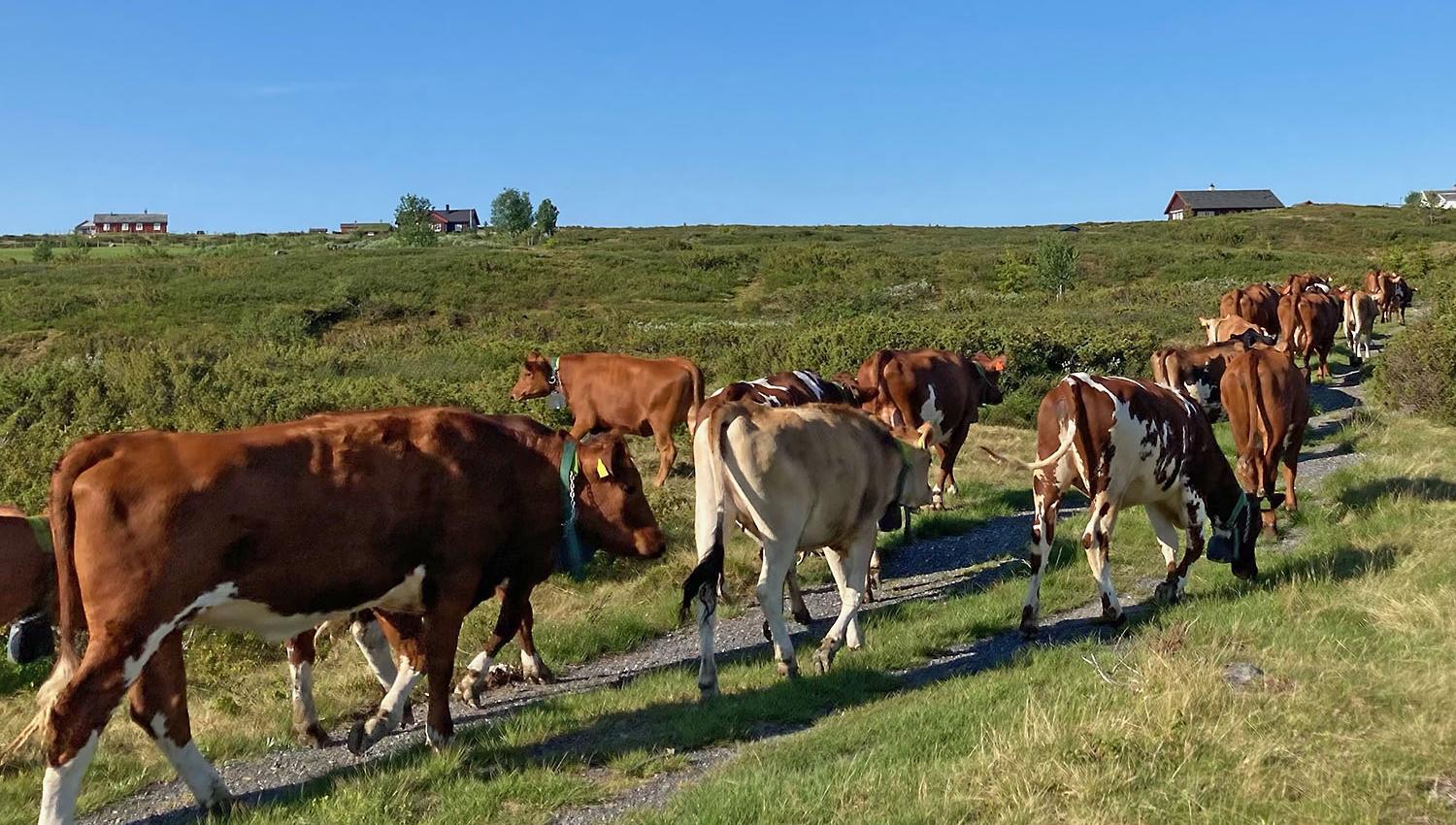 Cattle grazing on a mountain pasture