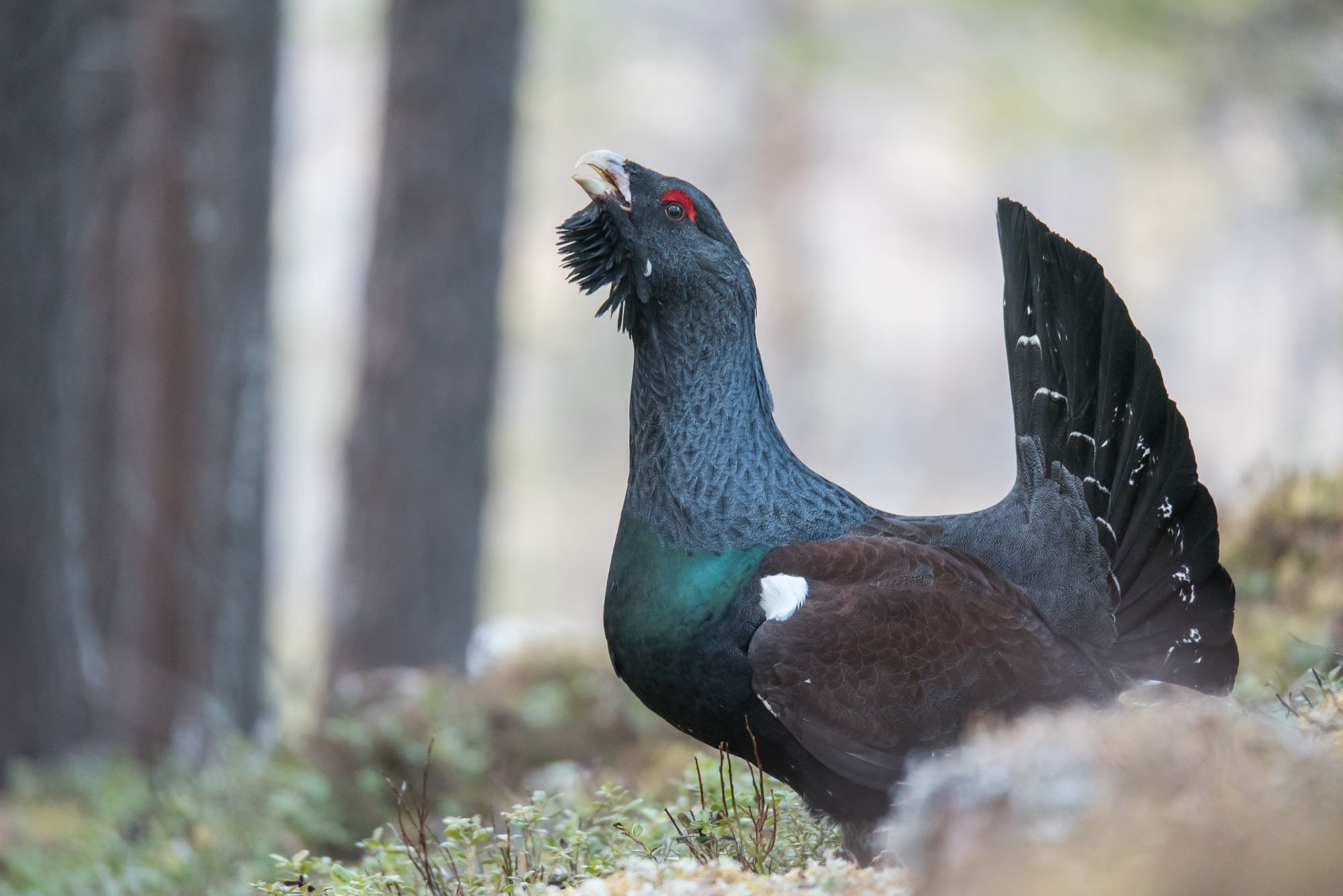 Capercaillie display from photo hide