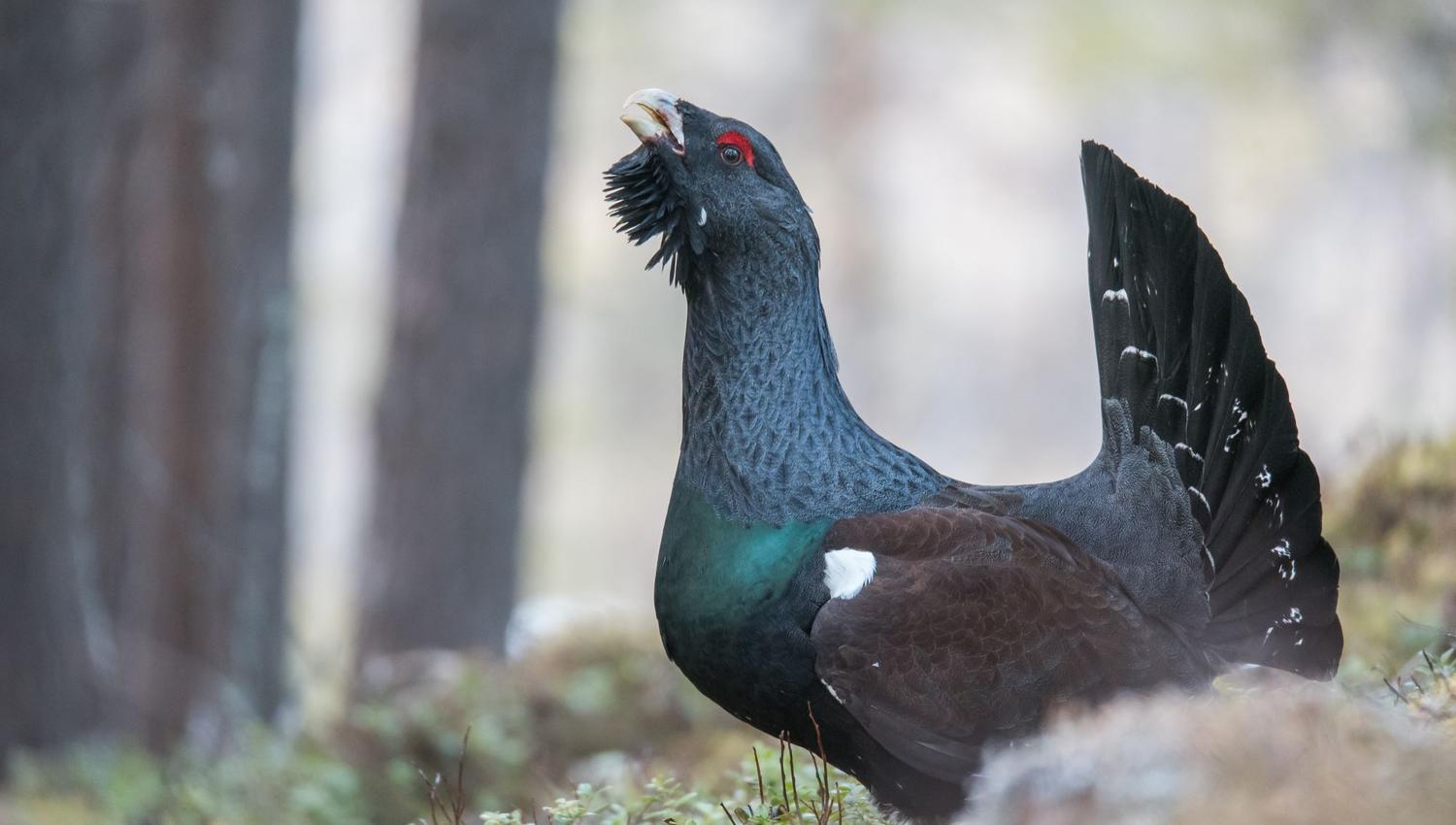 Capercaillie display from photo hide