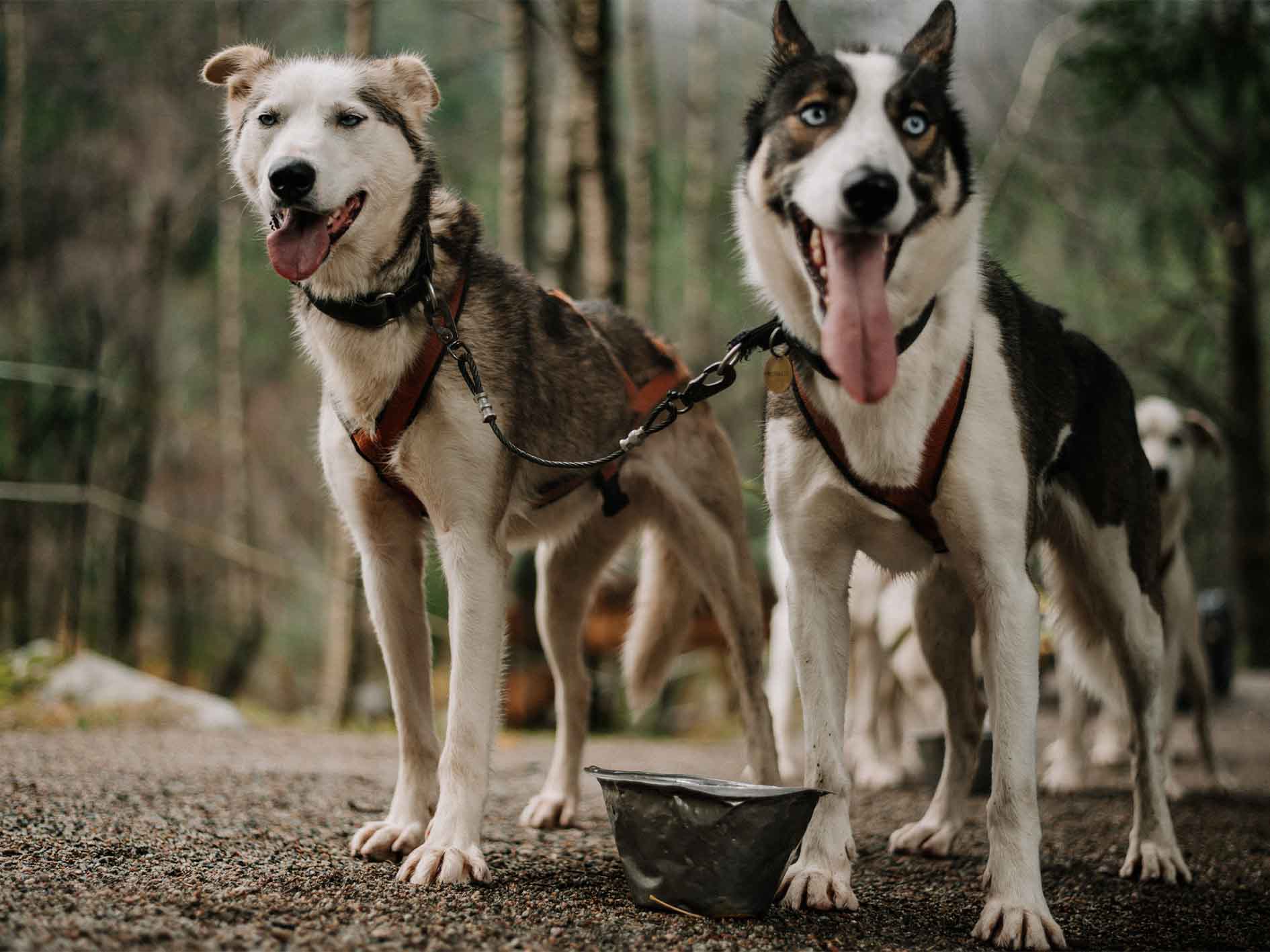 Sirdal Husky Farm