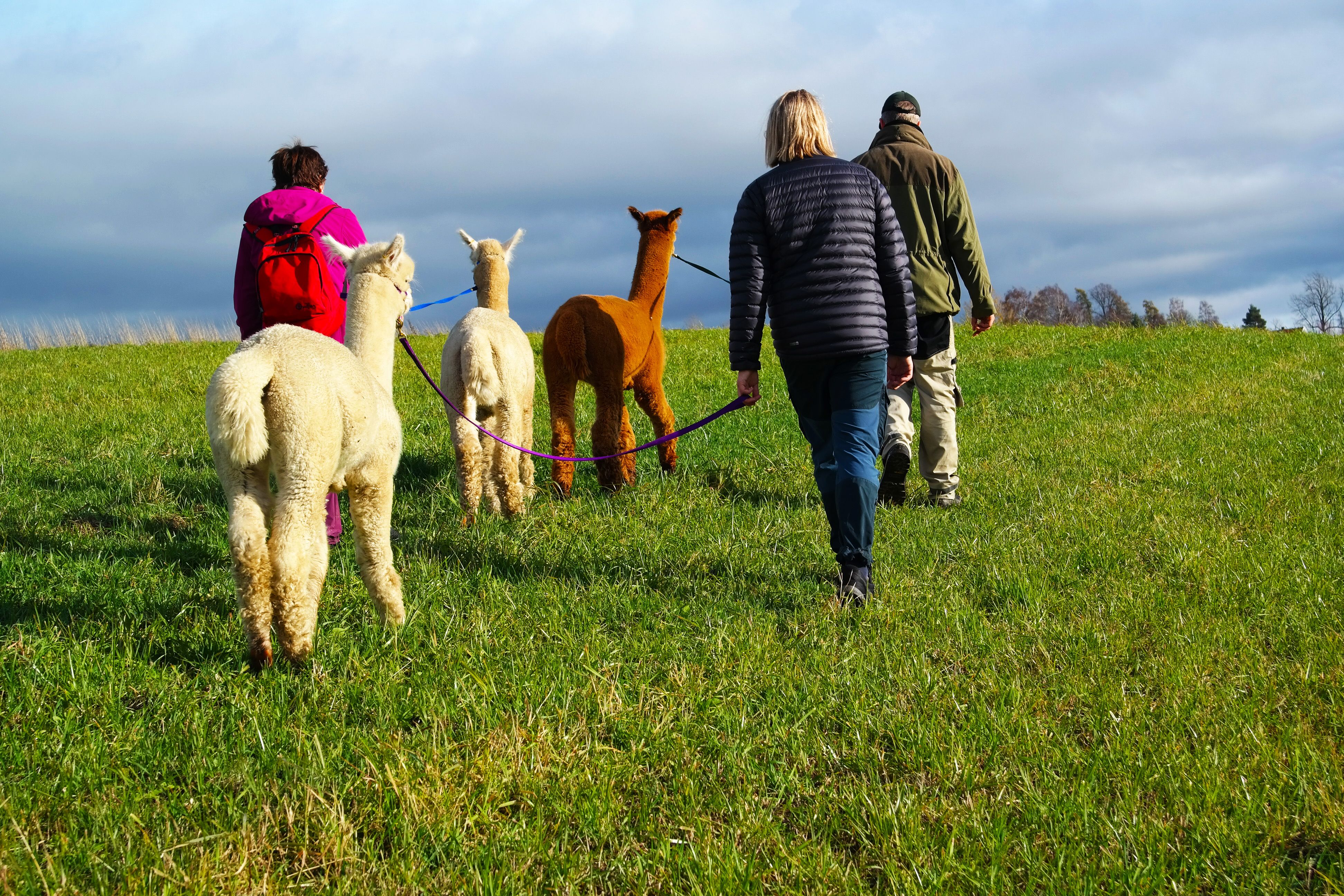 people walking with alpacas 