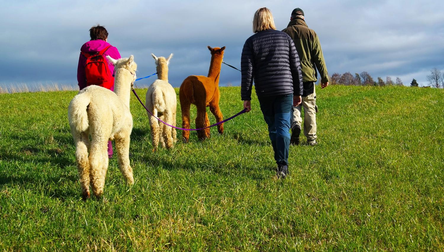 people walking with alpacas