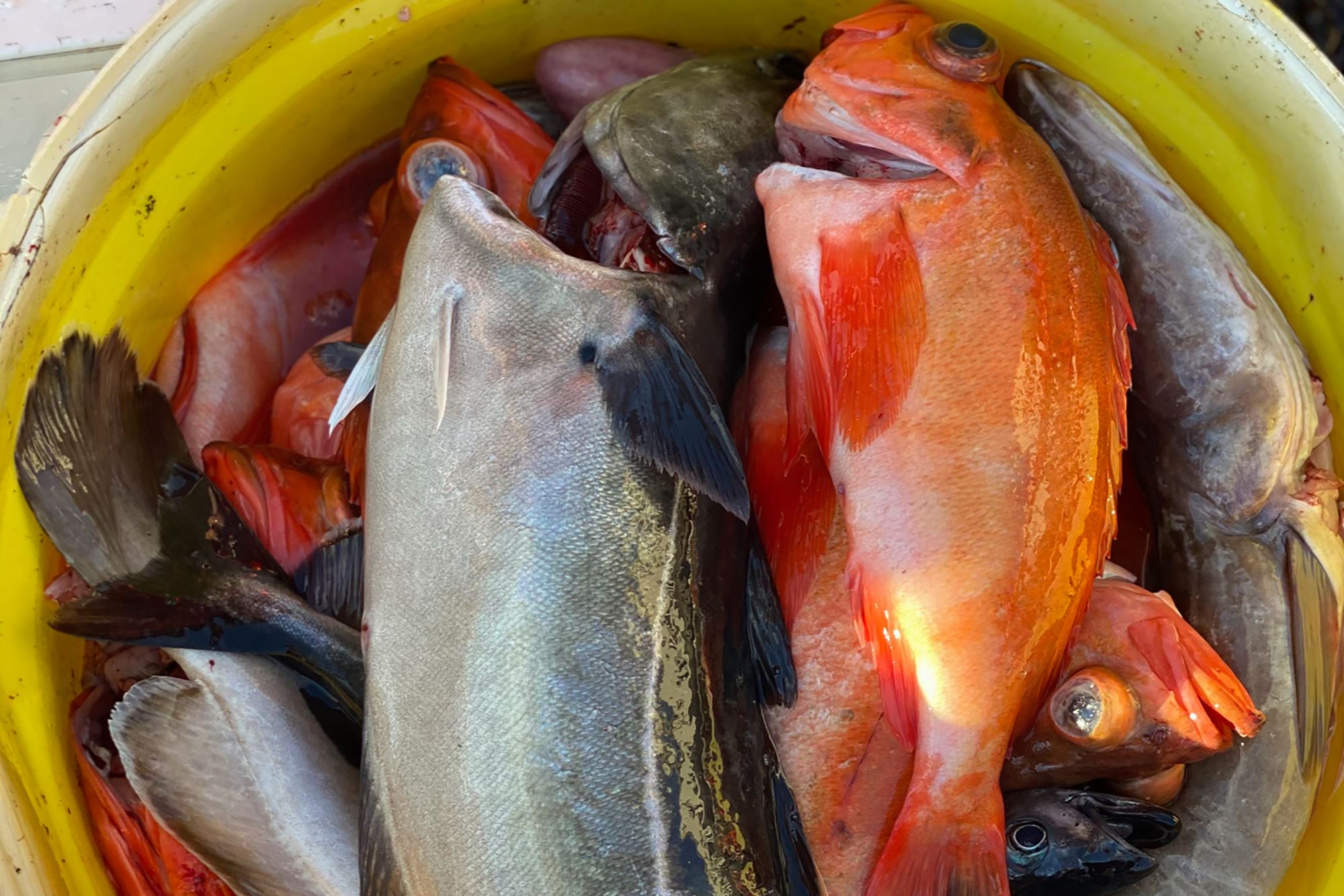 Fiskebruket