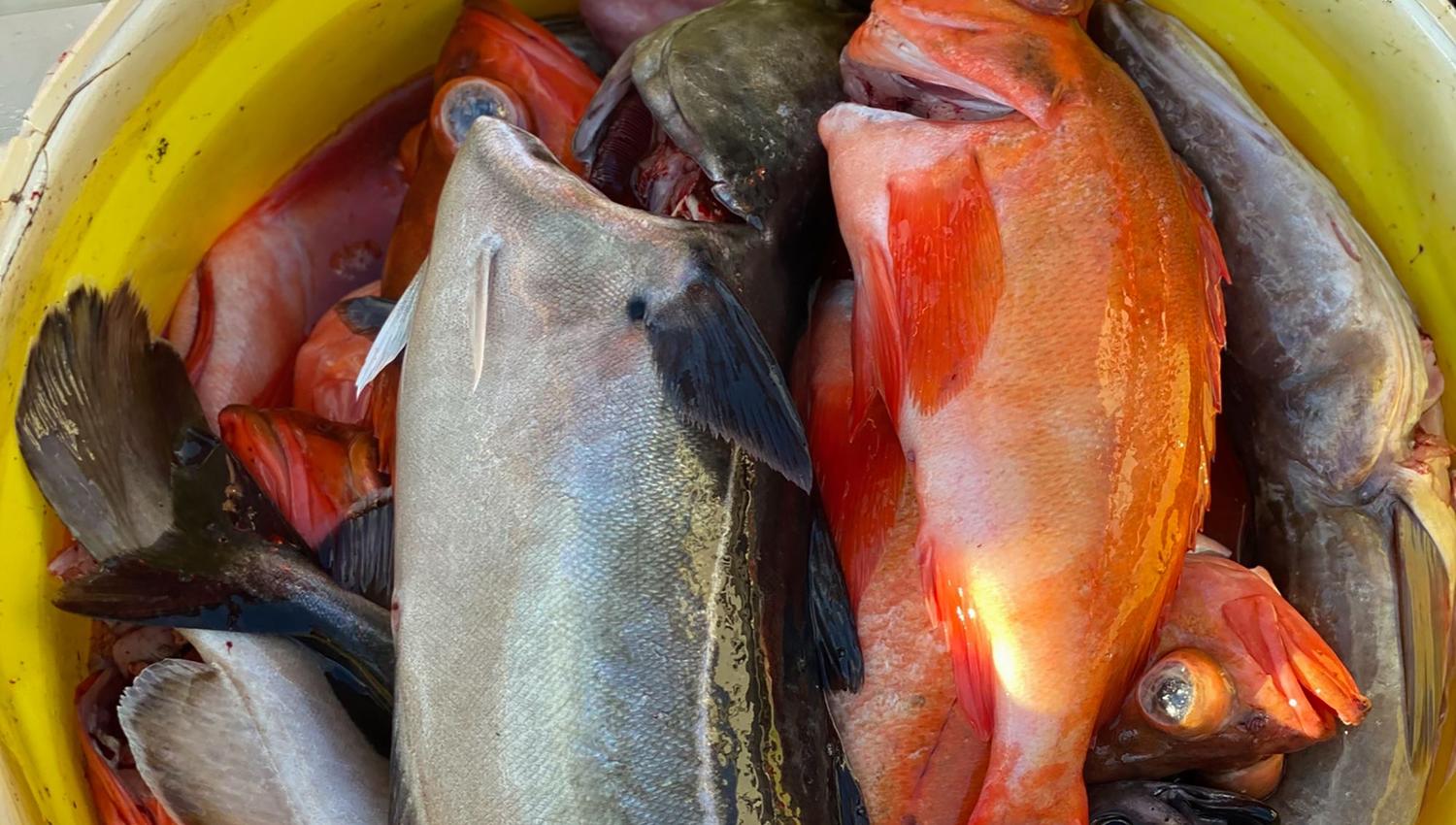 Fiskebruket