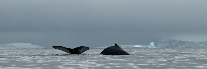 The back of a whale and a whale tail sticking up out of the surface in a fjord