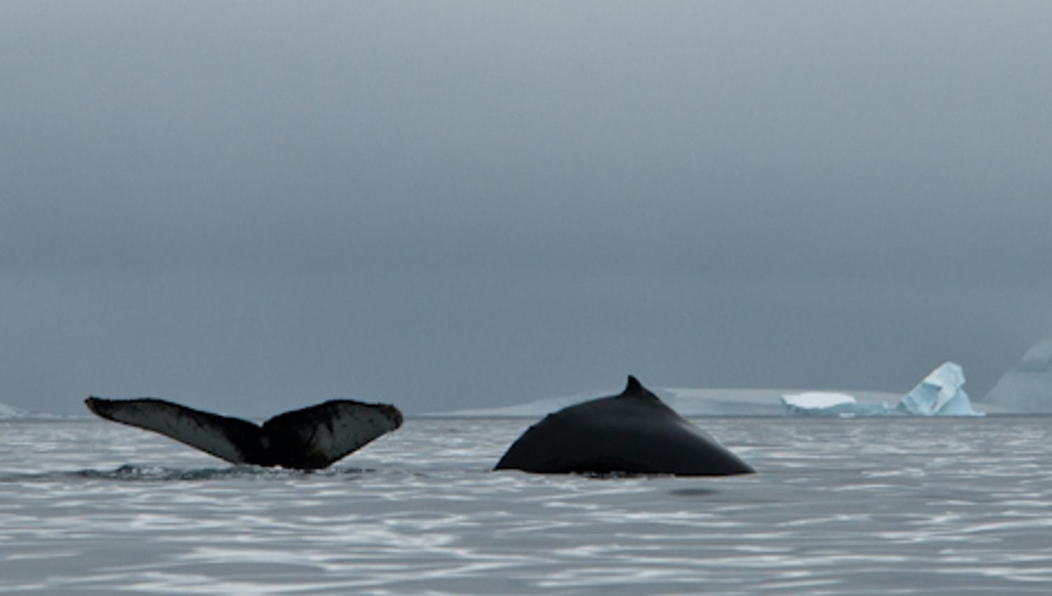 The back of a whale and a whale tail sticking up out of the surface in a fjord