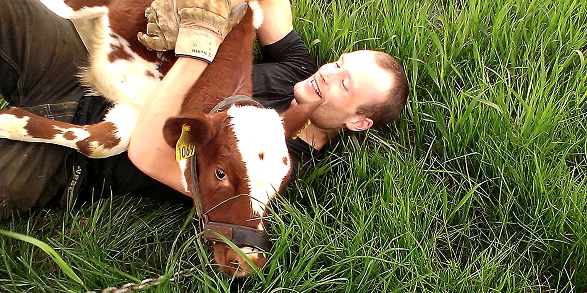 Gangstad gårdsysteri - calf and man in play