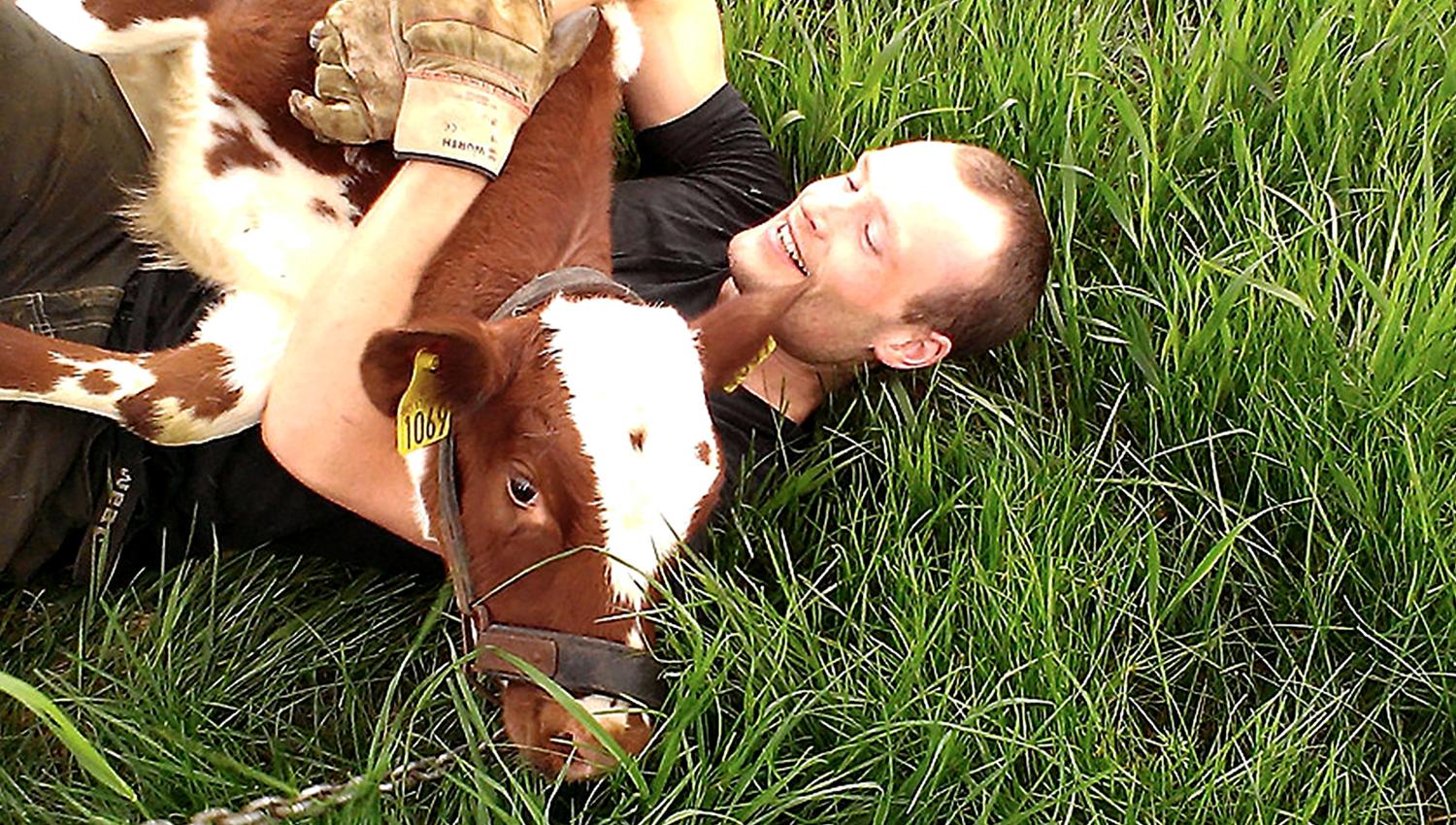 Gangstad gårdsysteri - calf and man in play