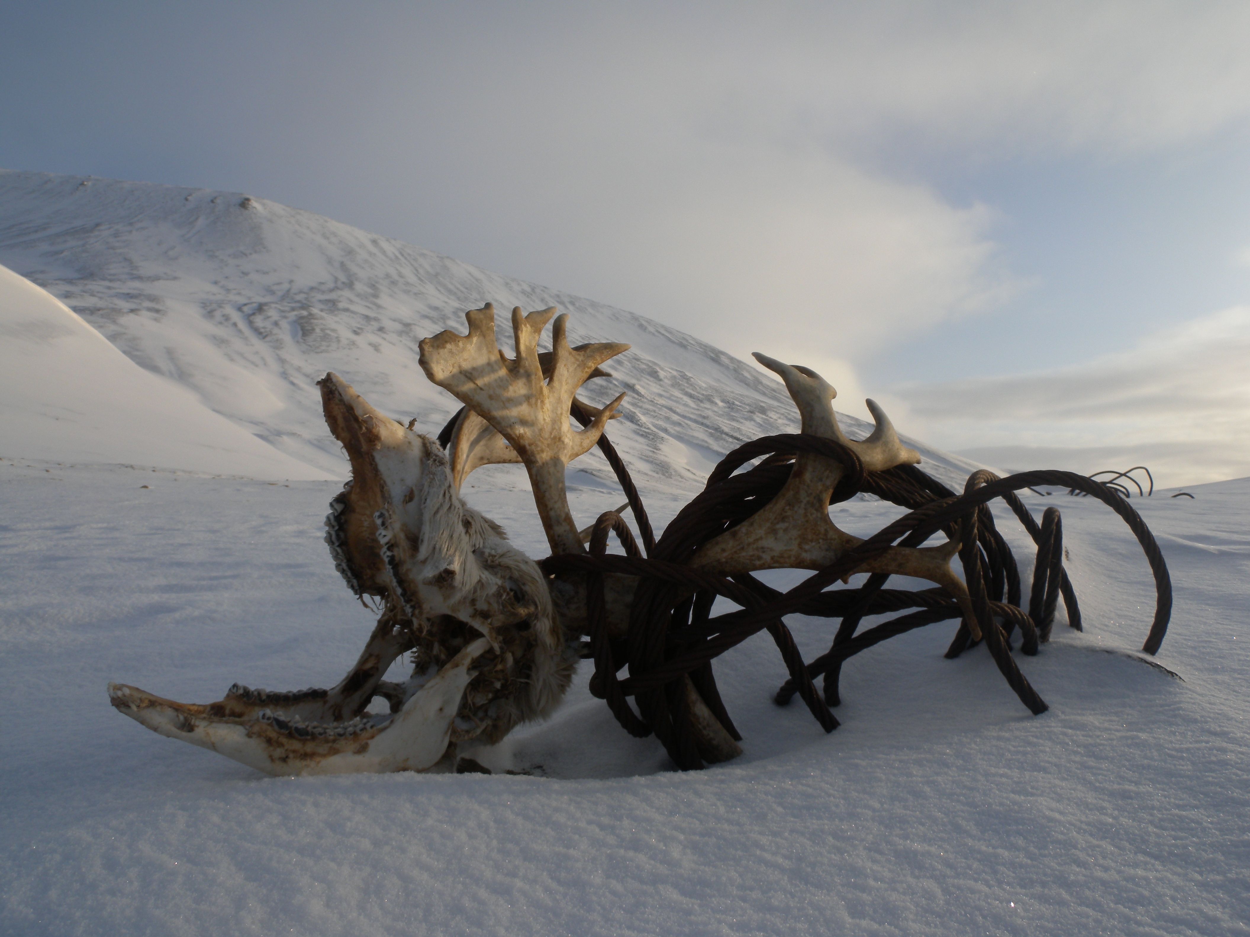Reindeerantlers in the snow, tangled in wire