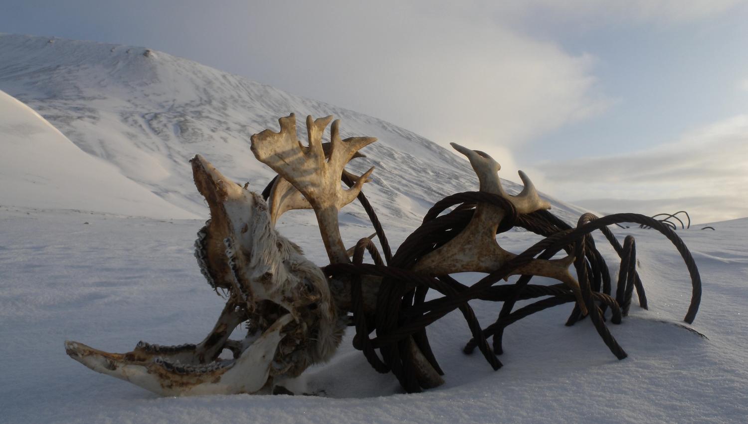 Reindeerantlers in the snow, tangled in wire