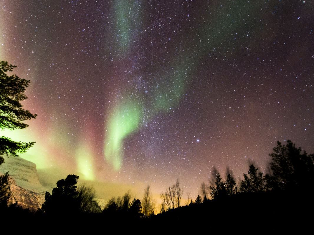 Aurora over the dark forest