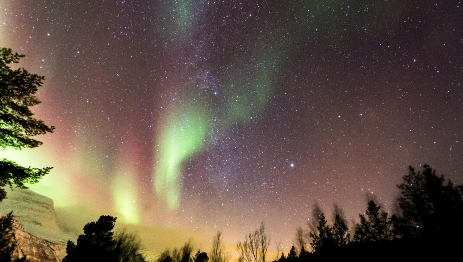 Aurora over the dark forest