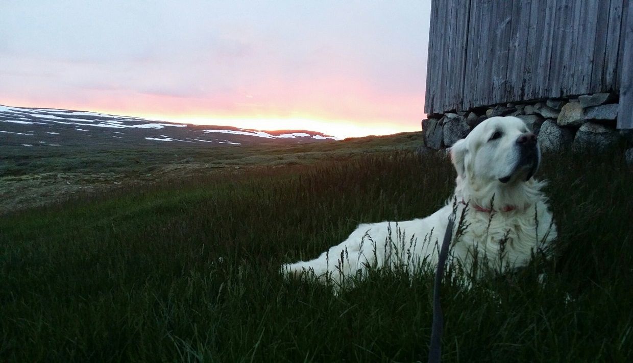 A large white dog sitting in front of a cabin, beautiful sunset over the mountains in the background.