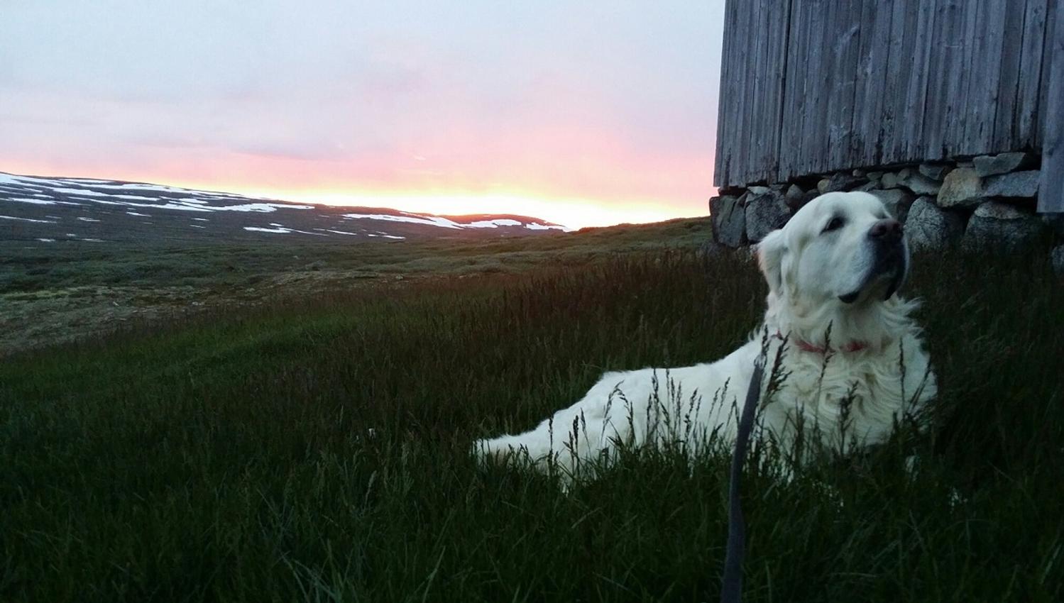 A large white dog sitting in front of a cabin, beautiful sunset over the mountains in the background.