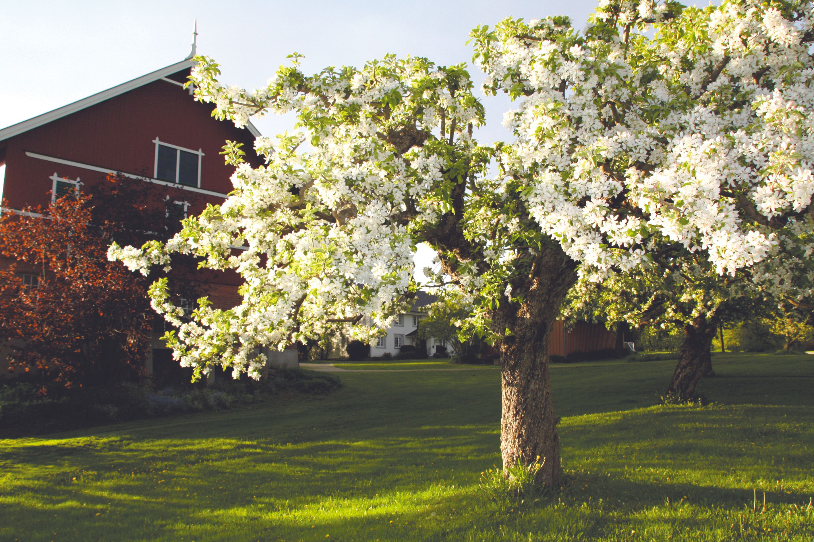 Fruktblomstring