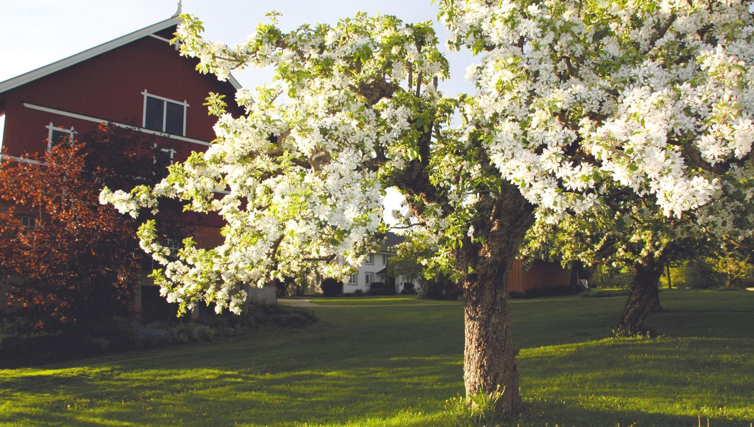Fruktblomstring