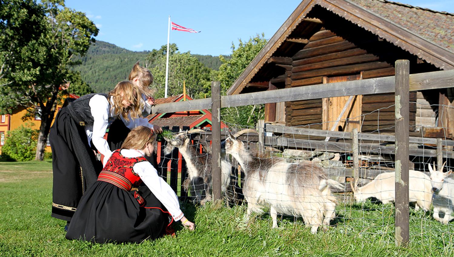 geiter og jenter i bunad_web