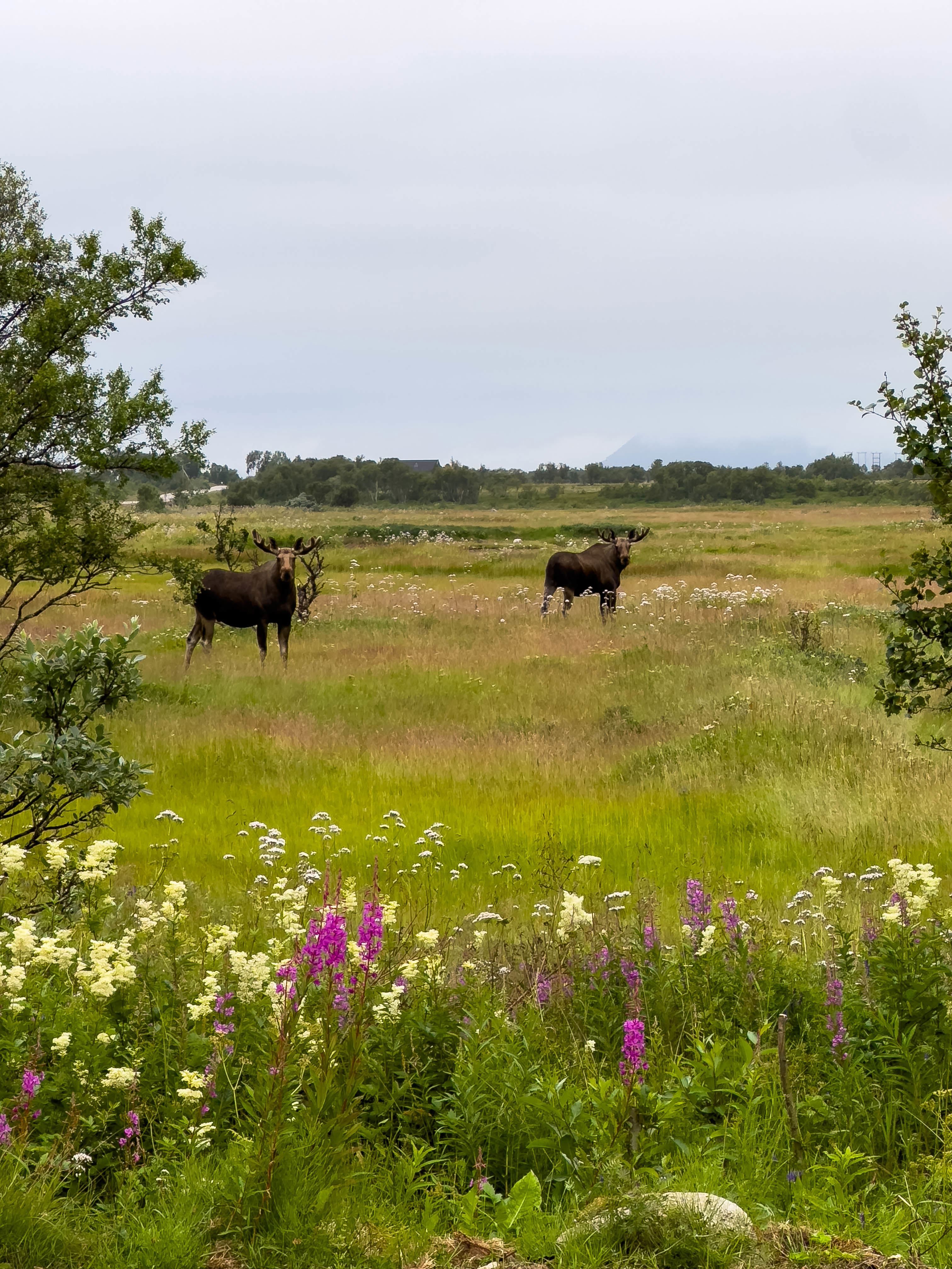 Moose safari with Arctic North Adventures
