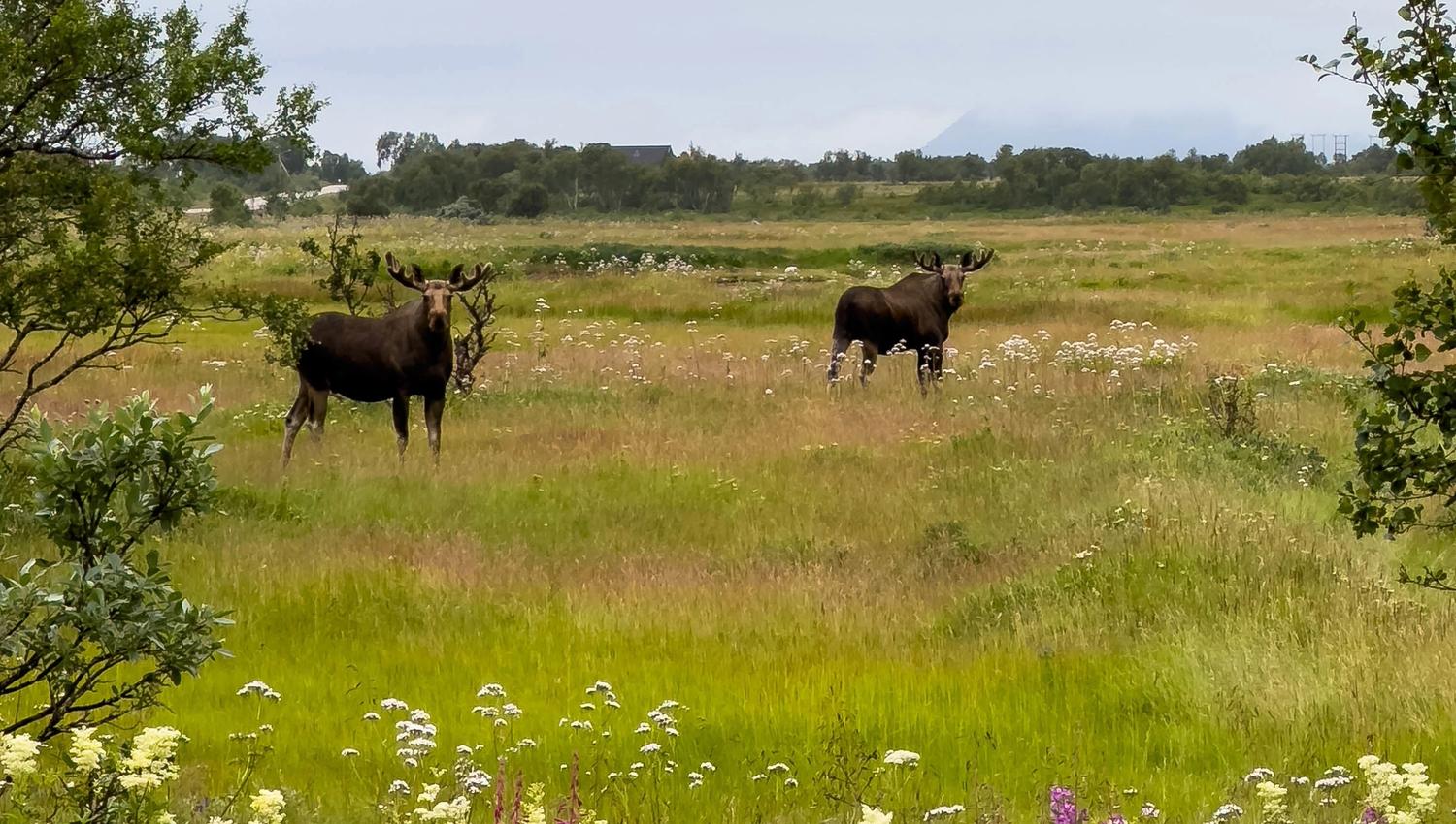 Moose safari with Arctic North Adventures