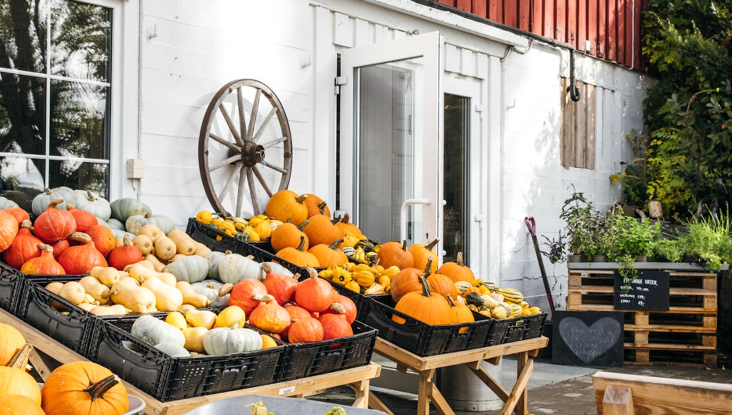 Gresskar utenfor gårdsbutikken til Haneborg gård