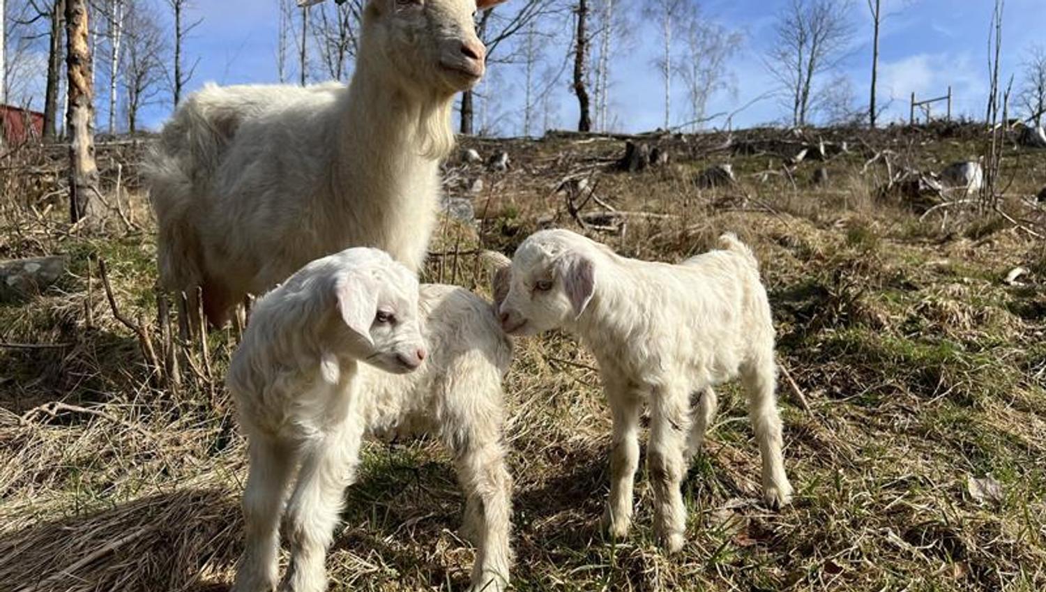 En hvit geit står ute på et jorde sammen med to nyfødte kje som fortsatt har myk, krøllete pels. De små står tett sammen mens geita følger med i bakgrunnen.