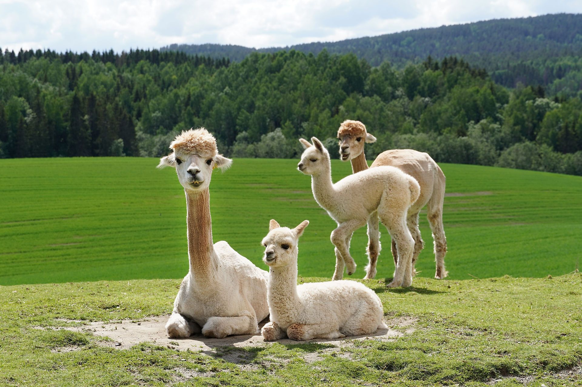 Alpaca family