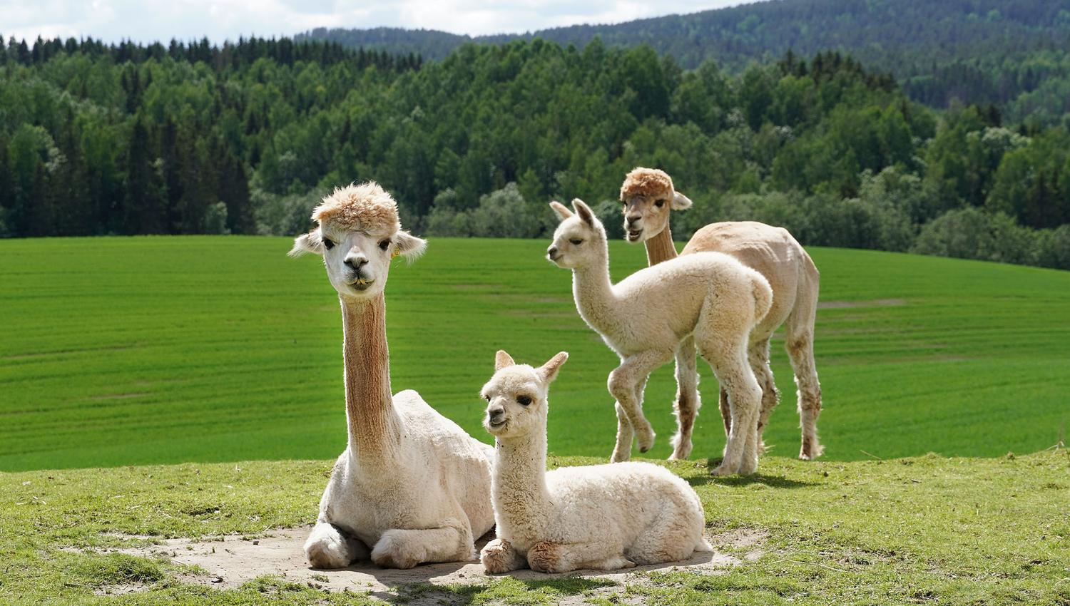 Alpaca family